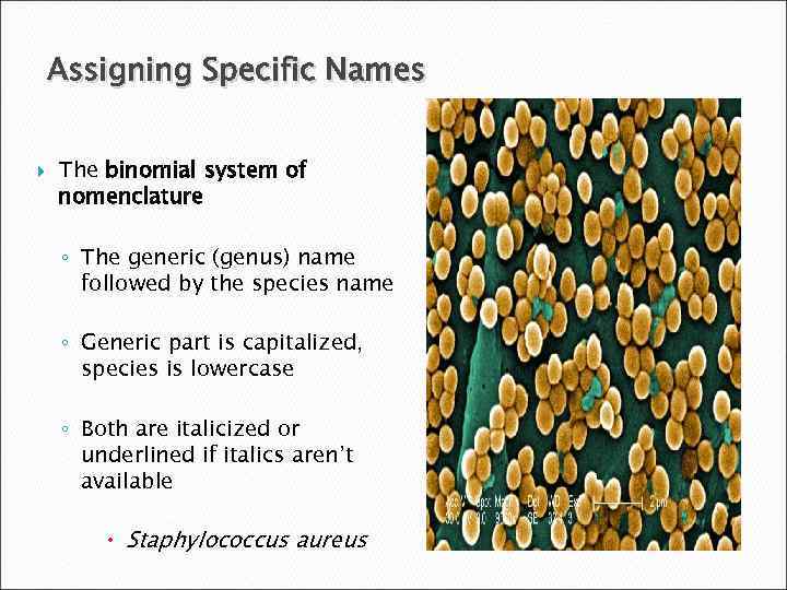 Assigning Specific Names The binomial system of nomenclature ◦ The generic (genus) name followed