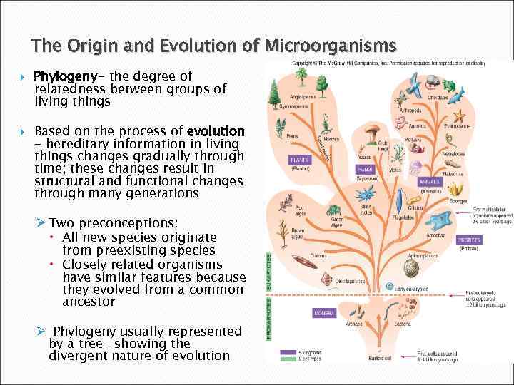 The Origin and Evolution of Microorganisms Phylogeny- the degree of relatedness between groups of