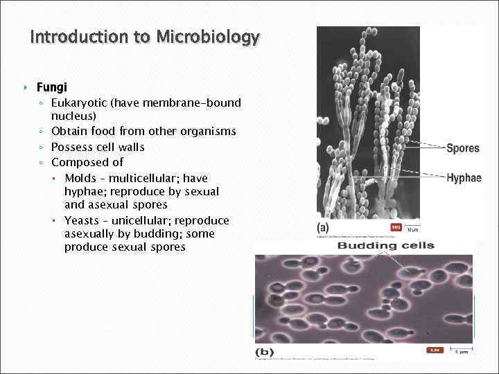 Microbiology for the Health Sciences An Introduction to