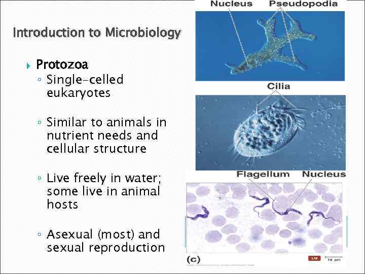 Introduction to Microbiology Protozoa ◦ Single-celled eukaryotes ◦ Similar to animals in nutrient needs