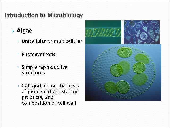 Introduction to Microbiology Algae ◦ Unicellular or multicellular ◦ Photosynthetic ◦ Simple reproductive structures