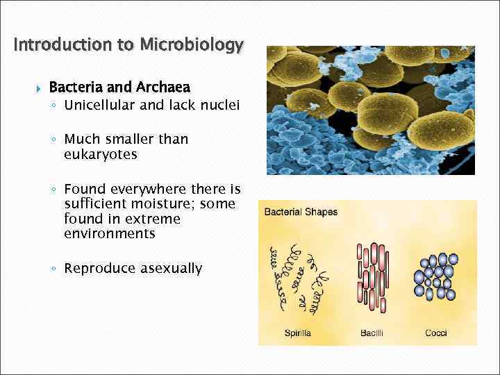 Introduction to Microbiology Bacteria and Archaea ◦ Unicellular and lack nuclei ◦ Much smaller