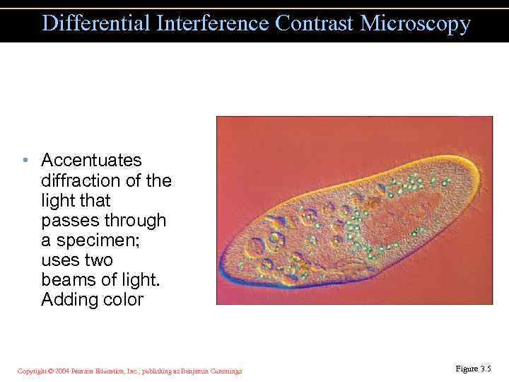 Differential Interference Contrast Microscopy • Accentuates diffraction of the light that passes through a