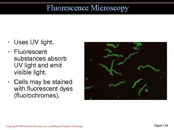 Fluorescence Microscopy • Uses UV light. • Fluorescent substances absorb UV light and emit