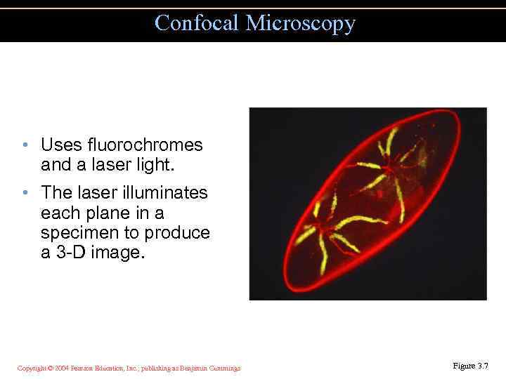 Confocal Microscopy • Uses fluorochromes and a laser light. • The laser illuminates each