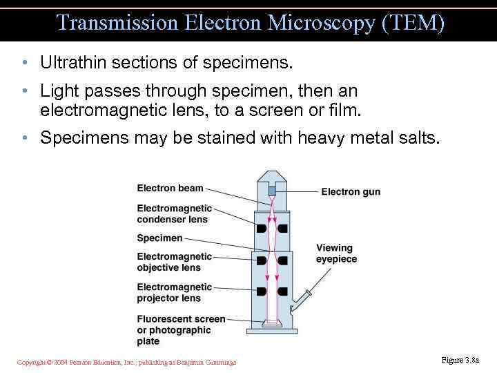 Transmission Electron Microscopy (TEM) • Ultrathin sections of specimens. • Light passes through specimen,