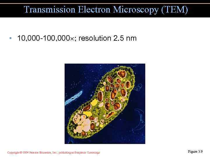 Transmission Electron Microscopy (TEM) • 10, 000 -100, 000 ; resolution 2. 5 nm