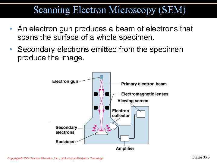 Scanning Electron Microscopy (SEM) • An electron gun produces a beam of electrons that