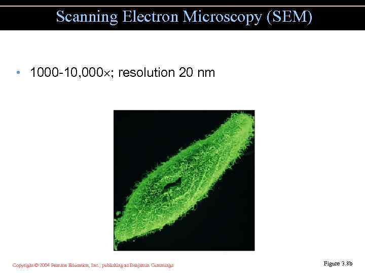 Scanning Electron Microscopy (SEM) • 1000 -10, 000 ; resolution 20 nm Copyright ©