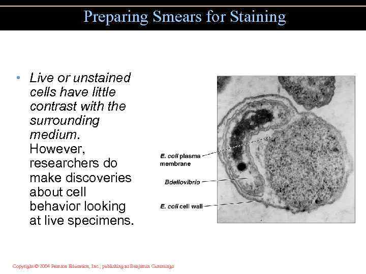 Preparing Smears for Staining • Live or unstained cells have little contrast with the