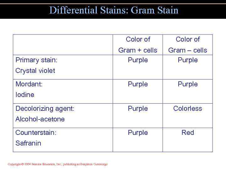 Differential Stains: Gram Stain Color of Primary stain: Color of Gram + cells Purple