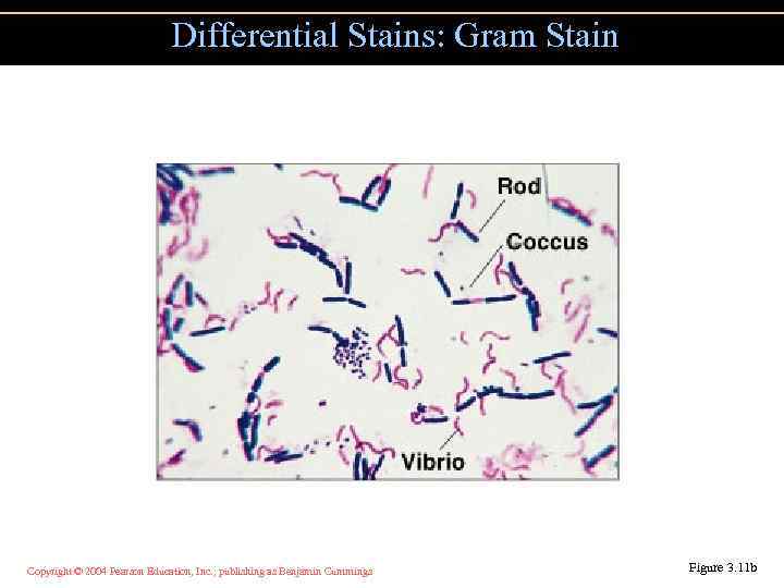 Differential Stains: Gram Stain Copyright © 2004 Pearson Education, Inc. , publishing as Benjamin