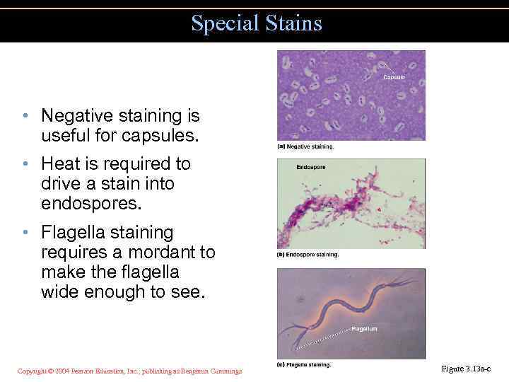 Special Stains • Negative staining is useful for capsules. • Heat is required to