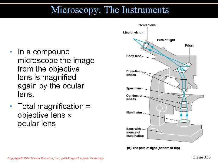 Microscopy: The Instruments • In a compound microscope the image from the objective lens