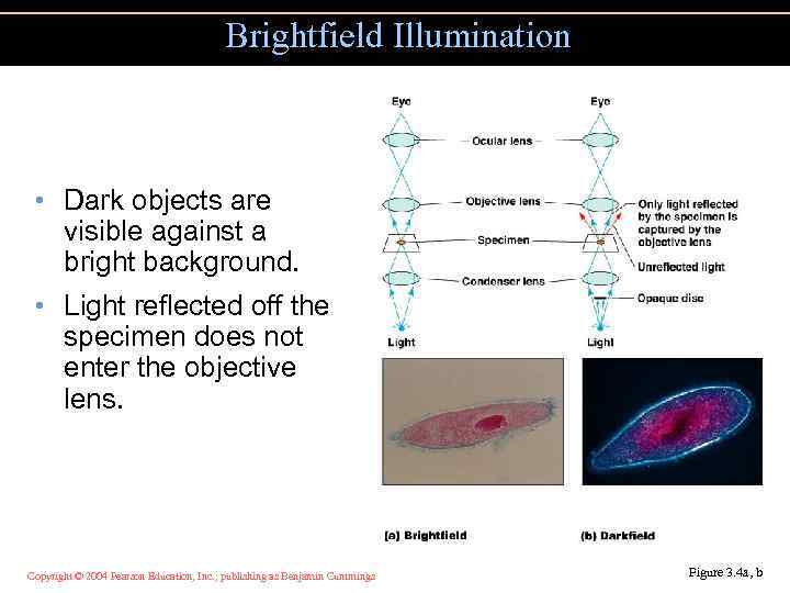 Brightfield Illumination • Dark objects are visible against a bright background. • Light reflected