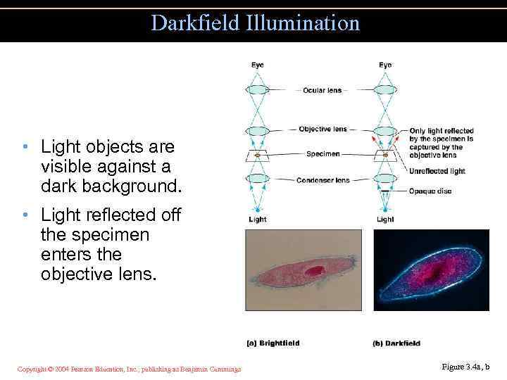 Darkfield Illumination • Light objects are visible against a dark background. • Light reflected