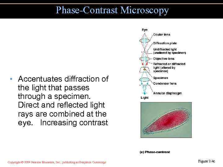 Phase-Contrast Microscopy • Accentuates diffraction of the light that passes through a specimen. Direct