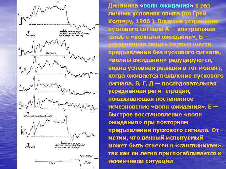 Динамика «волн ожидания» в раз личных условиях опыта (по Грей Уолтеру, 1966 ). Влияние