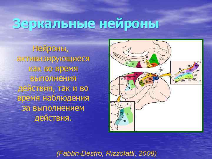 Зеркальные нейроны. Теория зеркальных нейронов. Расположение зеркальных нейронов. Зеркальные Нейроны исследования.