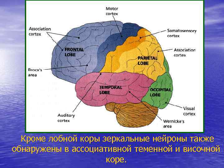 Кроме лобной коры зеркальные нейроны также обнаружены в ассоциативной теменной и височной коре. 