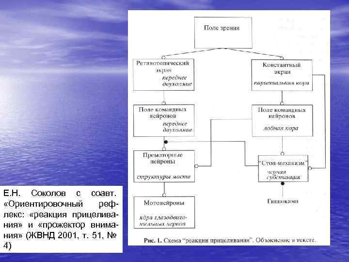 Е. Н. Соколов с соавт. «Ориентировочный рефлекс: «реакция прицеливания» и «прожектор внимания» (ЖВНД 2001,
