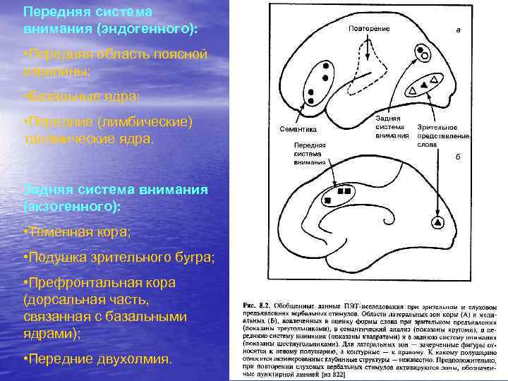 Передняя система внимания (эндогенного): • Передняя область поясной извилины; • Базальные ядра; • Передние