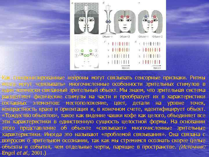 Как синхронизированные нейроны могут связывать сенсорные признаки. Ритмы мозга могут «связывать» многочисленные особенности зрительных