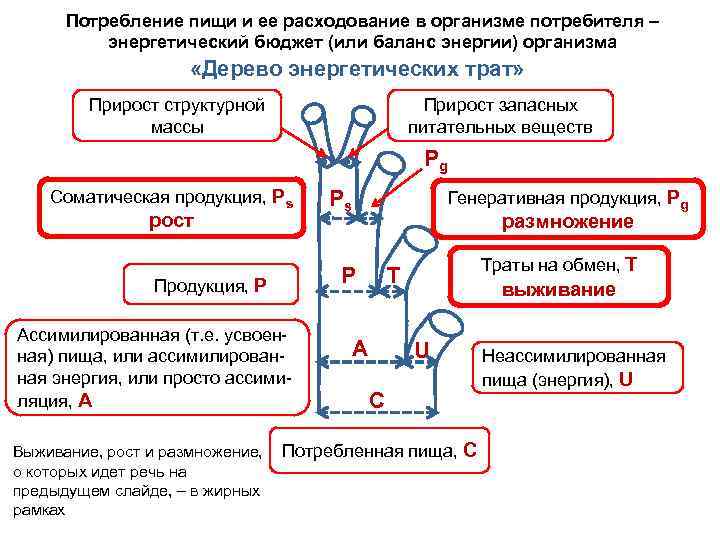 Потребление пищи и ее расходование в организме потребителя – энергетический бюджет (или баланс энергии)