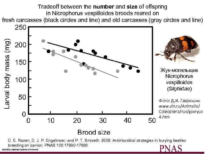 Tradeoff between the number and size of offspring in Nicrophorus vespilloides broods reared on