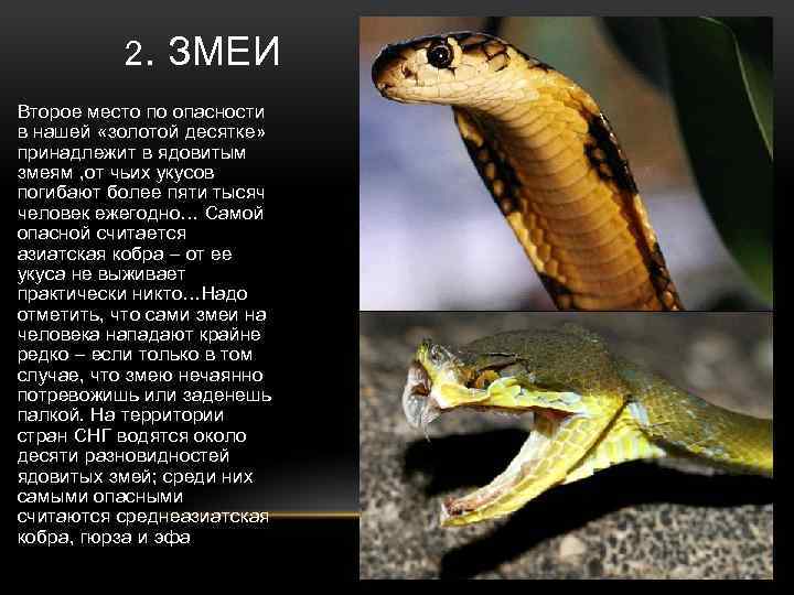 2. ЗМЕИ Второе место по опасности в нашей «золотой десятке» принадлежит в ядовитым змеям
