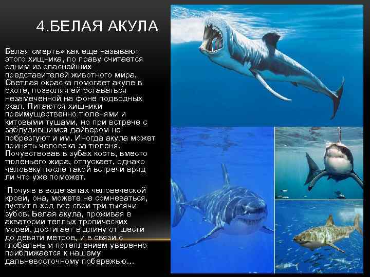 Проект белая акула