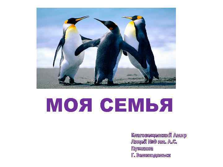 МОЯ СЕМЬЯ Благовещенский Амир Лицей № 9 им. А. С. Пушкина Г. Зеленодольск 