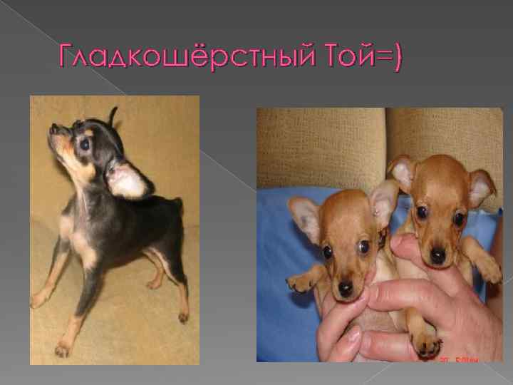 Гладкошёрстный Той=) 