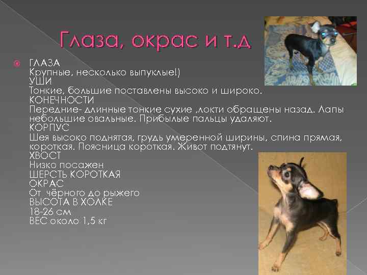 Глаза, окрас и т. д ГЛАЗА Крупные, несколько выпуклые!) УШИ Тонкие, большие поставлены высоко