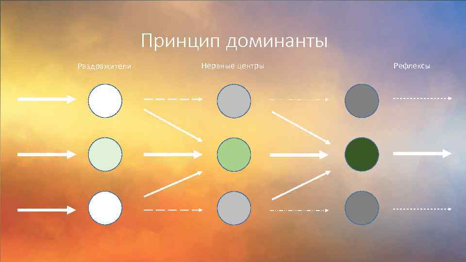 Принцип доминанты Раздражители Нервные центры Рефлексы 
