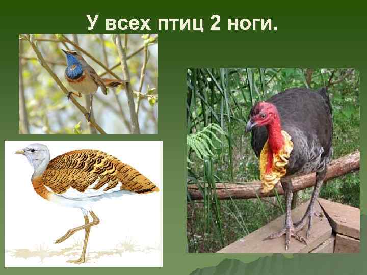 У всех птиц 2 ноги. 