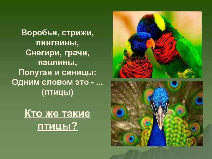 Воробьи, стрижи, пингвины, Снегири, грачи, павлины, Попугаи и синицы: Одним словом это -. .