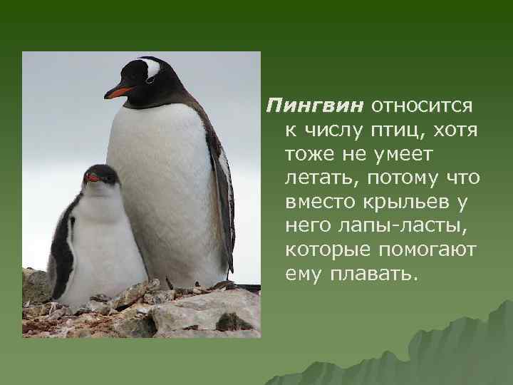 Пингвин относится к числу птиц, хотя тоже не умеет летать, потому что вместо крыльев