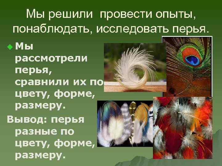 Мы решили провести опыты, понаблюдать, исследовать перья. u Мы рассмотрели перья, сравнили их по