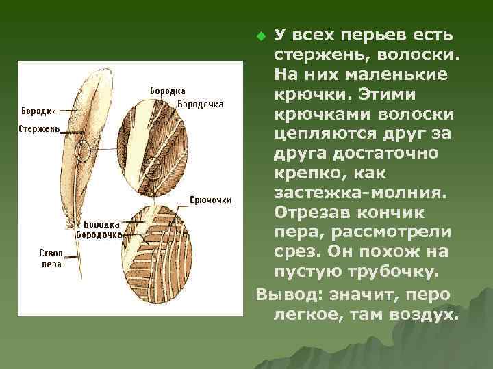 У всех перьев есть стержень, волоски. На них маленькие крючки. Этими крючками волоски цепляются