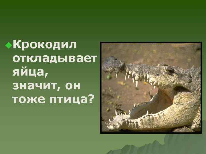 u. Крокодил откладывает яйца, значит, он тоже птица? 