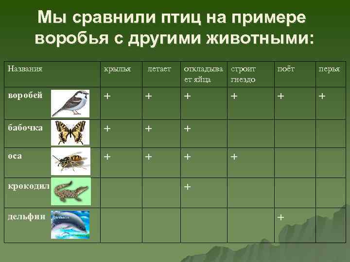 Мы сравнили птиц на примере воробья с другими животными: Названия крылья летает откладыва строит