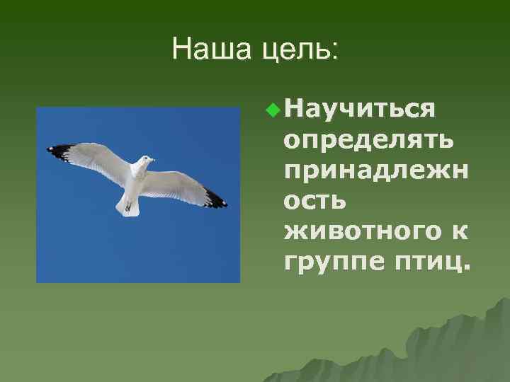 Наша цель: u Научиться определять принадлежн ость животного к группе птиц. 