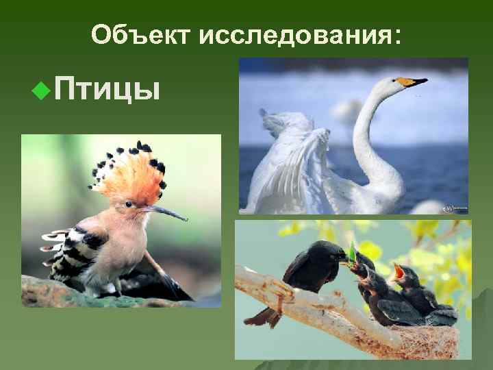 Объект исследования: u. Птицы 