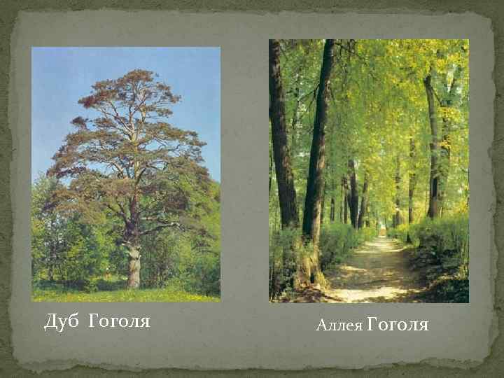 Дуб Гоголя Аллея Гоголя 