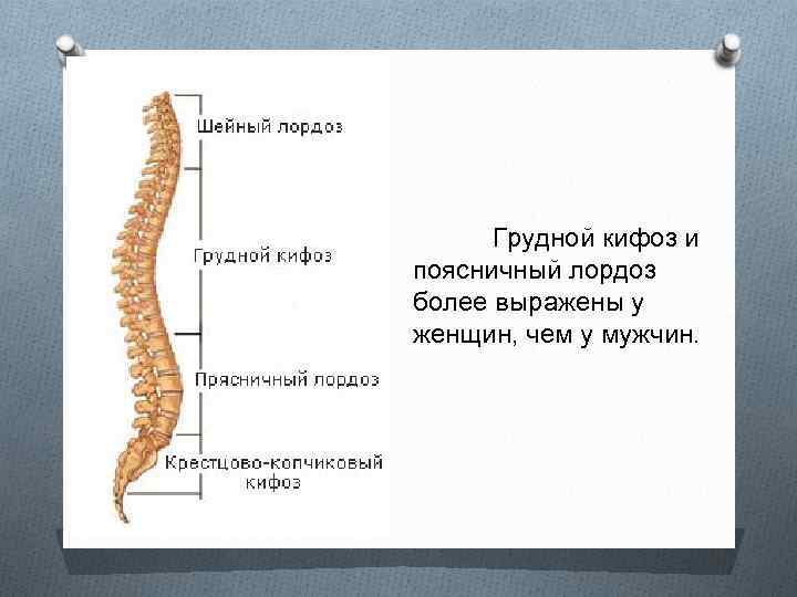 Лордоз и кифоз фото