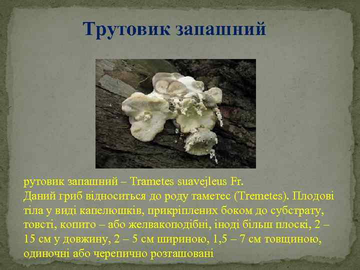 Трутовик запашний – Trametes suavеjleus Fr. Даний гриб відноситься до роду таметес (Tremetes). Плодові