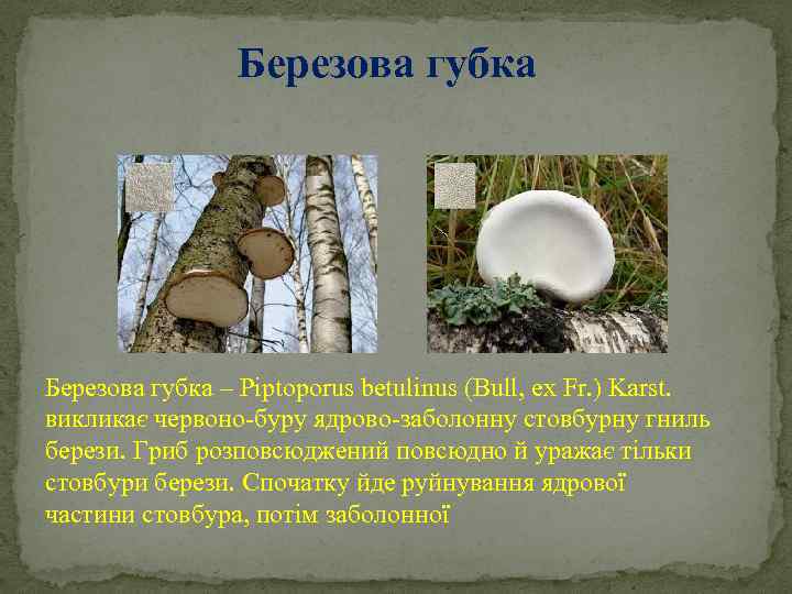 Березова губка – Pіptoporus betulіnus (Bull, ex Fr. ) Karst. викликає червоно-буру ядрово-заболонну стовбурну