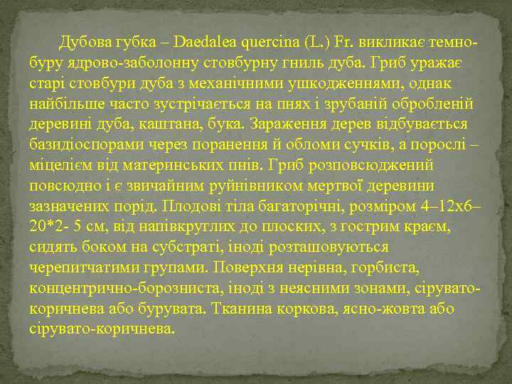  Дубова губка – Daedalea quercіna (L. ) Fr. викликає темнобуру ядрово-заболонну стовбурну гниль