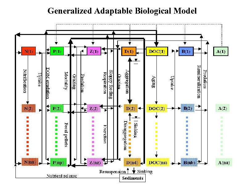 Generalized Adaptable Biological Model 